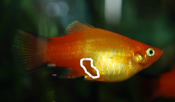 Female_platy_pregnant.JPG