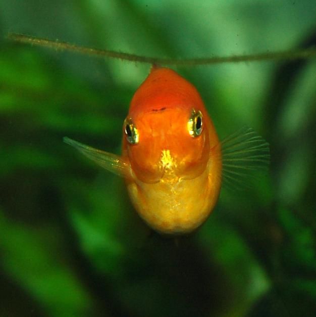 Female_platy_pregnant_profile.JPG