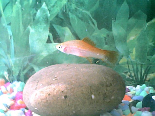 female_swordtail001.jpg