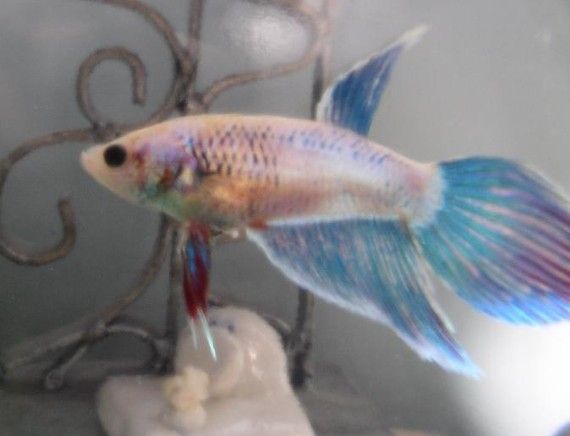 femalebetta.JPG