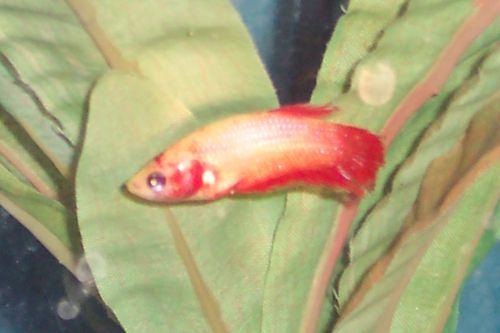 FemaleBetta.jpg