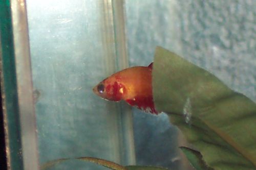 FemaleBetta2.jpg