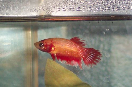 FemaleBetta3.jpg