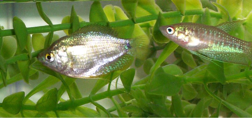 femalegourami2.jpg