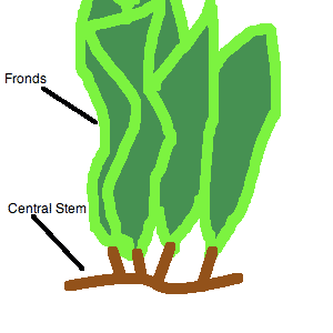 fern.png