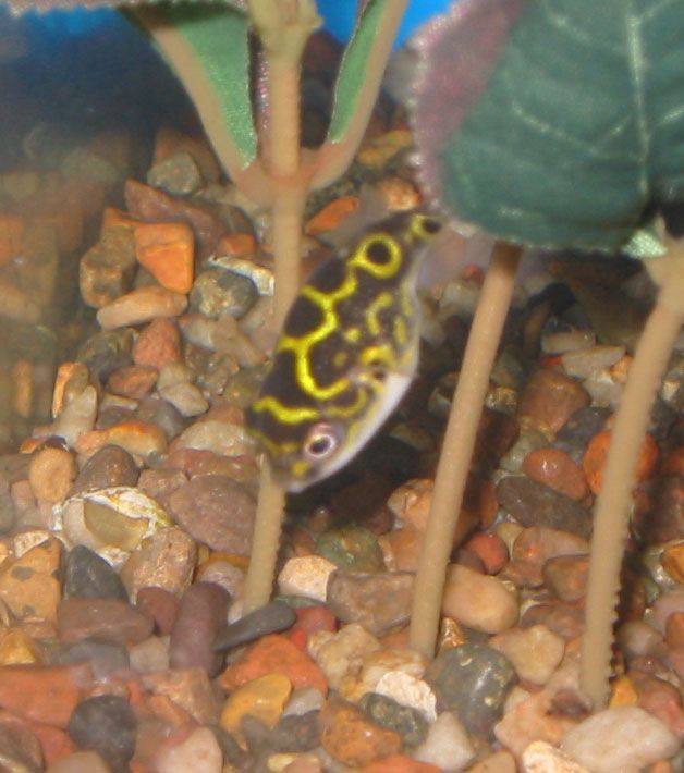 fig8puffer7.jpg