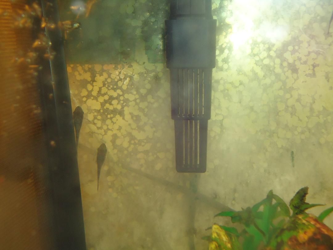 Filter and Otos small.jpg