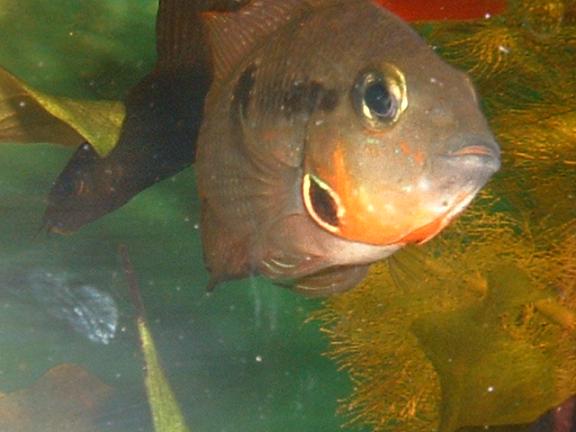 Fire_mouth_Cichlid.JPG