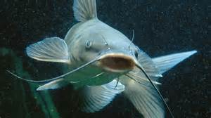 fish 1.jpg