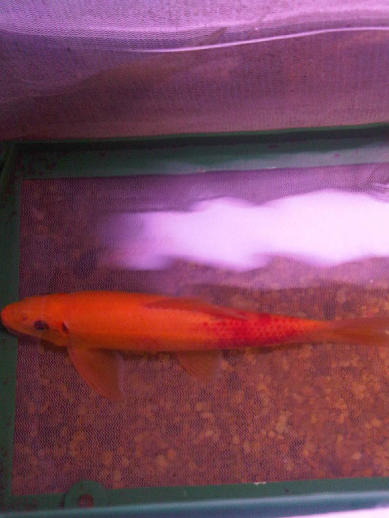 fish 2 005.jpg