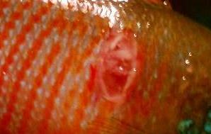 fish 4_crop.jpg