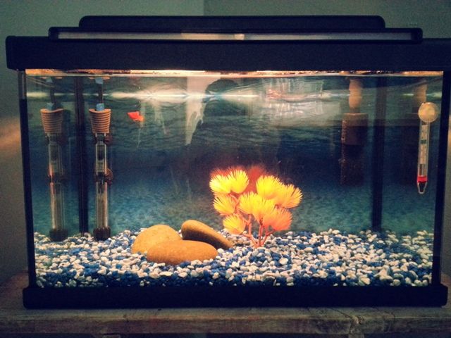 fish tank 1.jpg