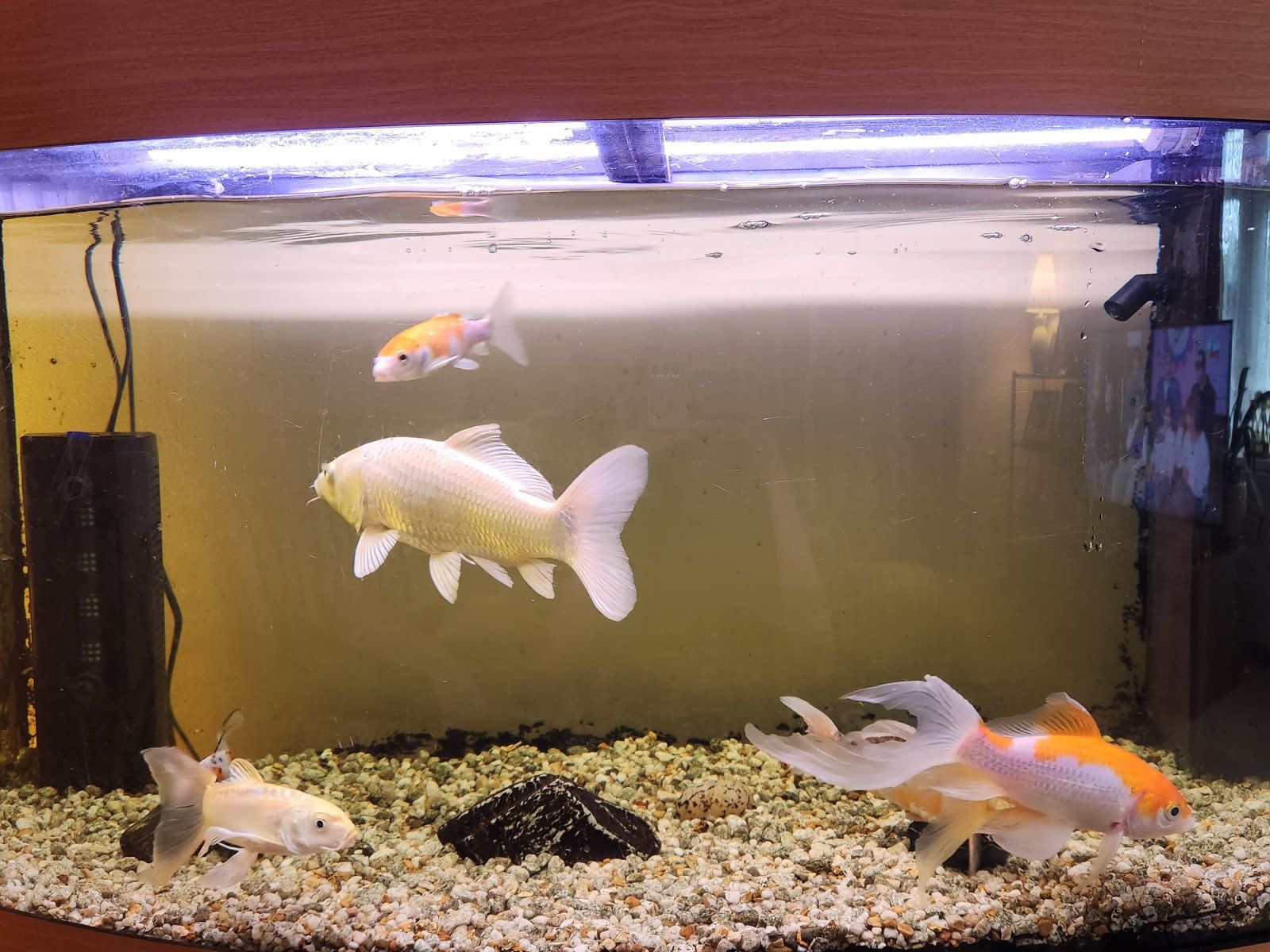 fish tank 2.jpg