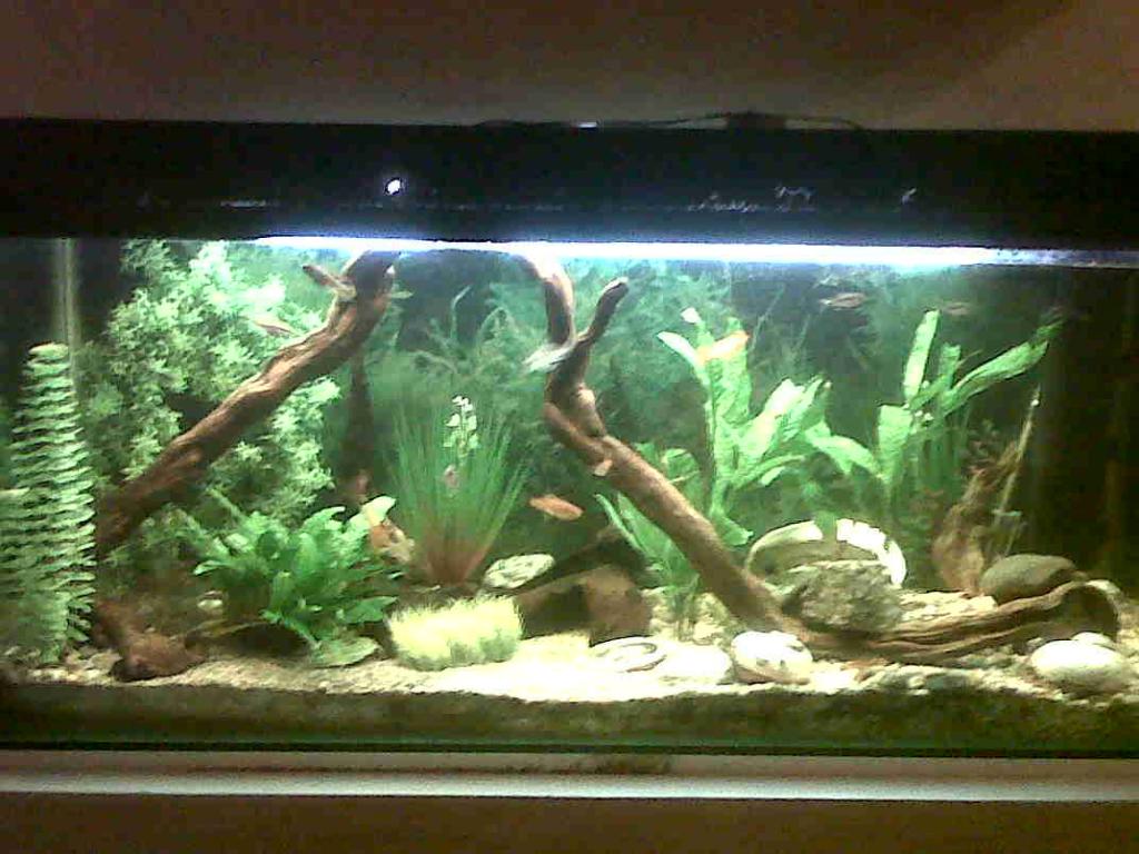 fish tank 2.jpg