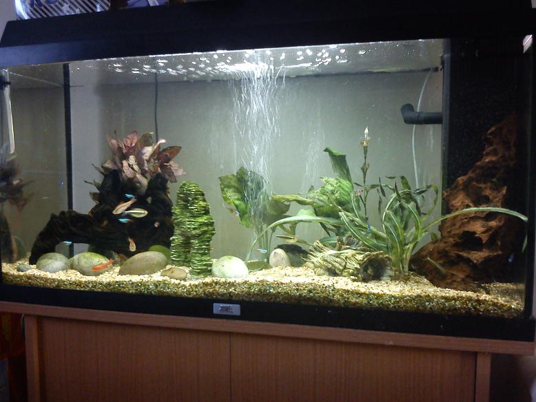 Fish tank Feb 2011.JPG