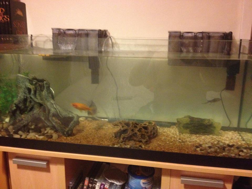 fish tank.jpg