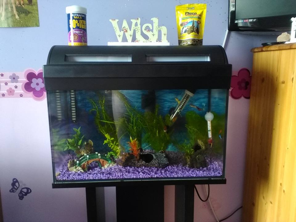 fish tank.jpg