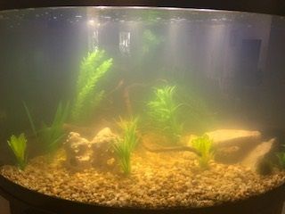 fish tank.jpg