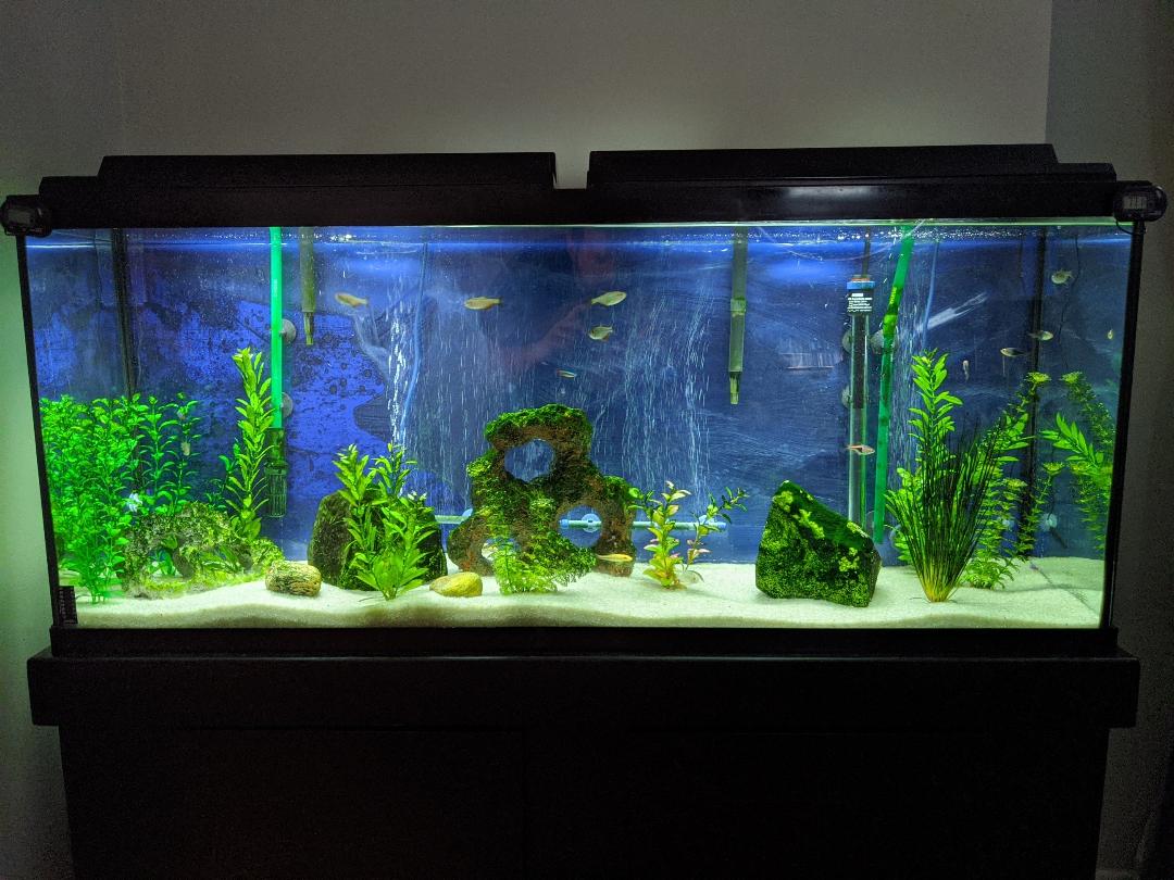 Fish Tank.jpg