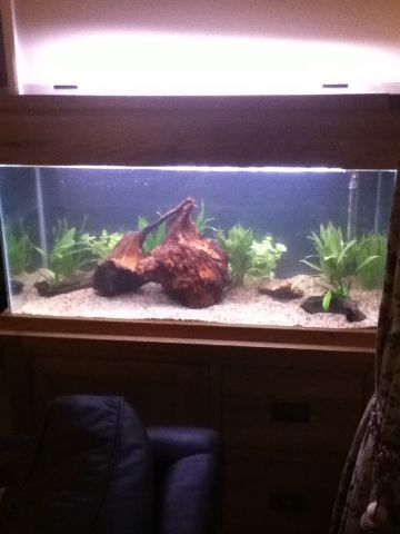 Fish Tank second.jpg