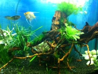 fish tank2.JPG