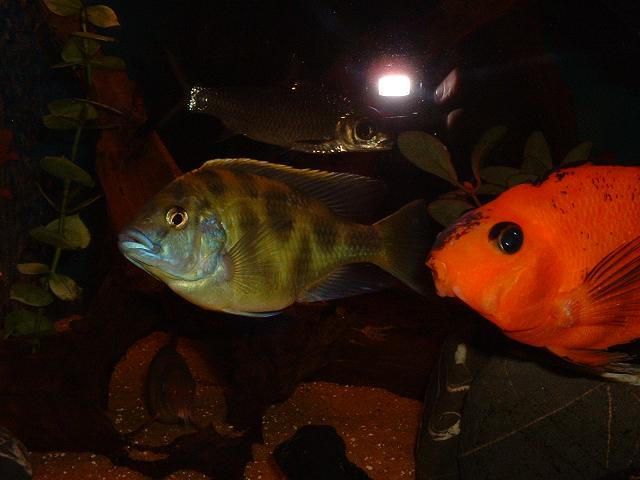 fish003.JPG