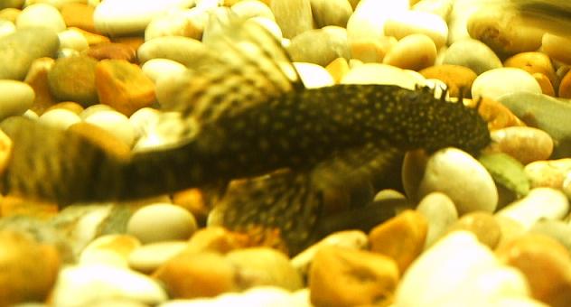 fish0206_051.jpg