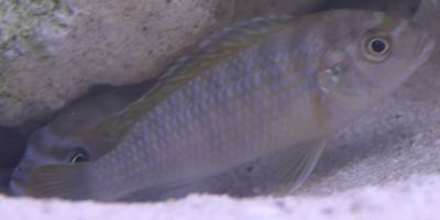 Fish04.jpg