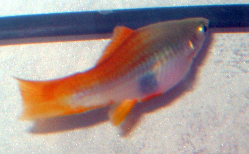 fish2_003.jpg