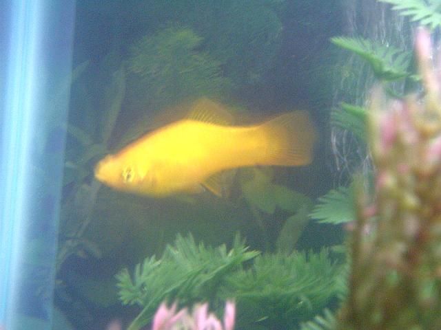 Fish_00005.JPG