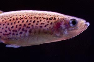 fish_002.jpg