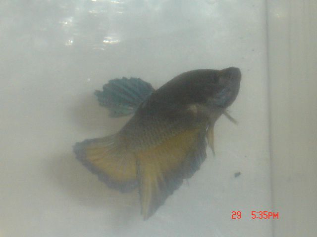 fish_008.jpg