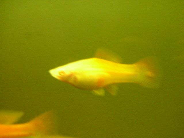 fish_008.jpg