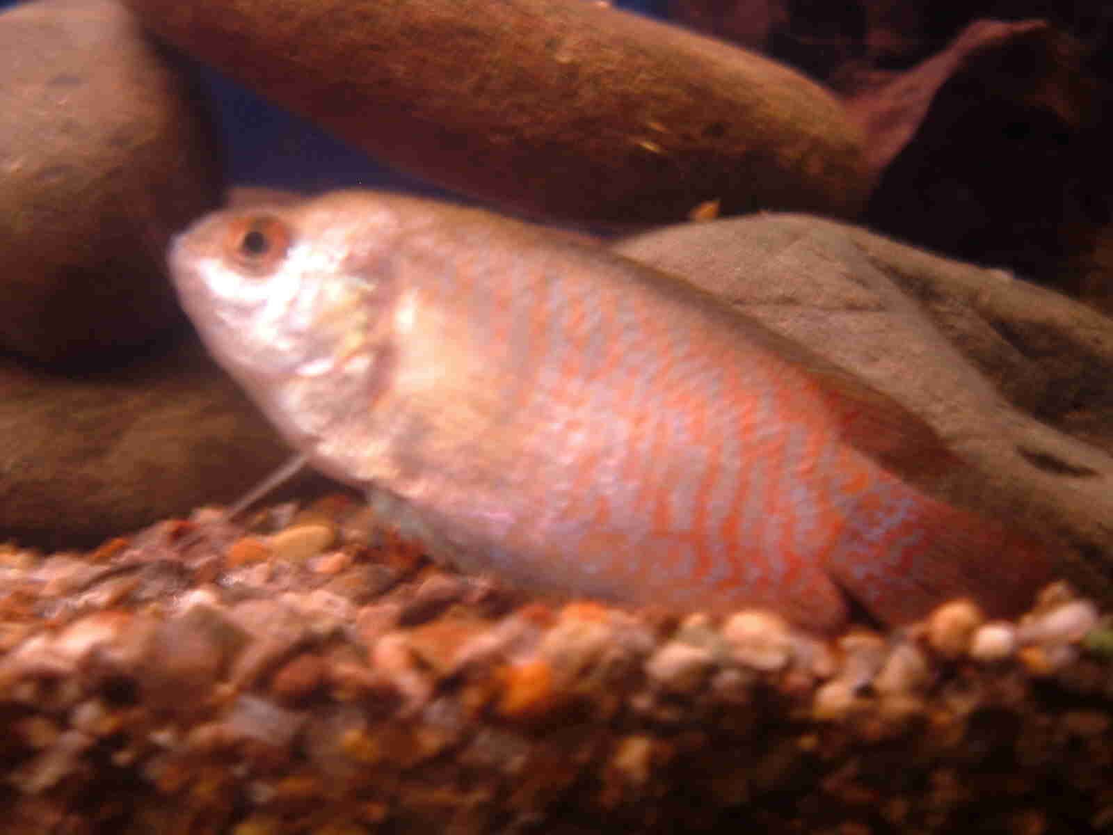 fish_015.jpg