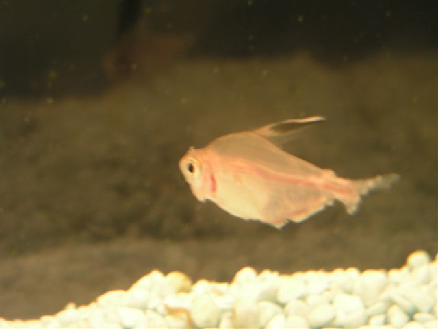 fish_027.jpg