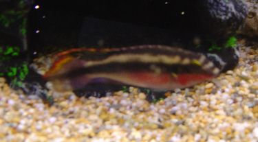 fish_030.jpg