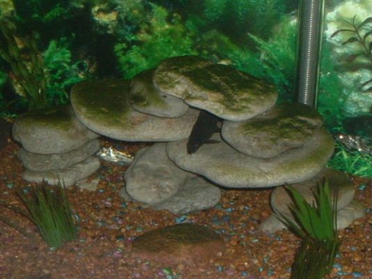 Fish_064.jpg