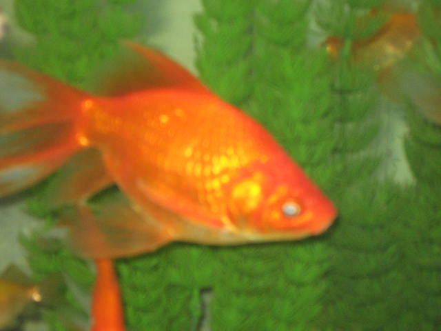 fish_photos_039.jpg