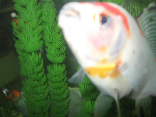 fish_photos_041.jpg