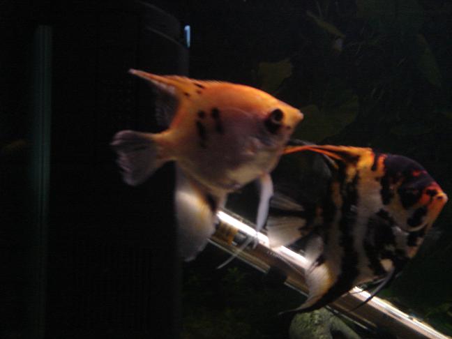 Fish_pics_030x.JPG