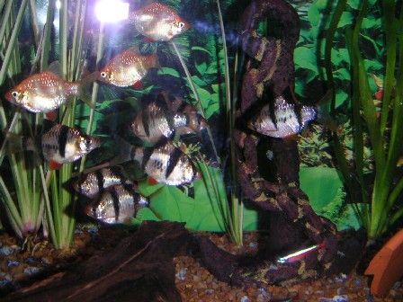 Fish_Pics_04_010.jpg