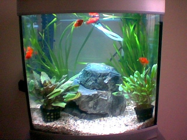 fish_pictures3.jpg