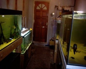 fish_room_001.jpg