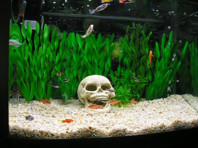 fish_tank.JPG