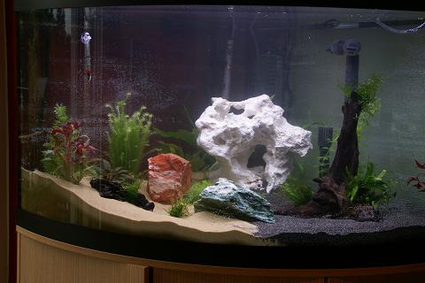 Fish_Tank1.JPG