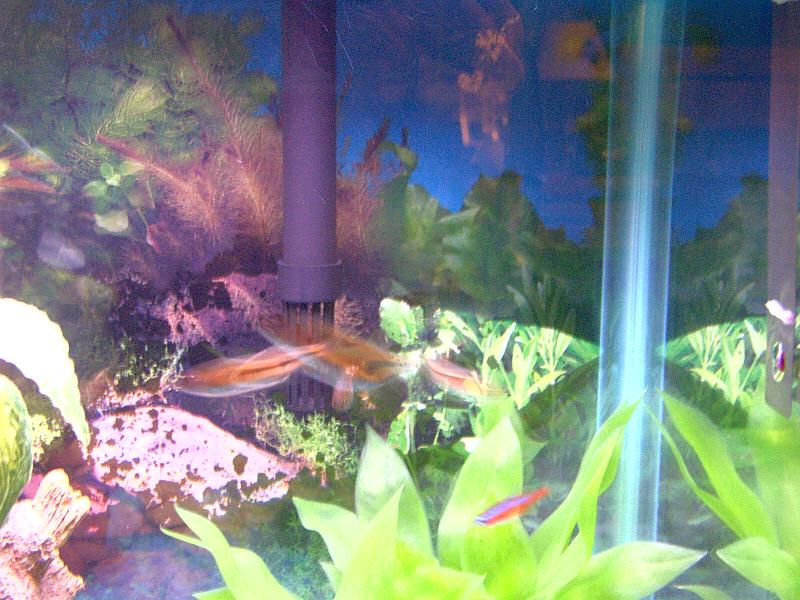 Fish_Tank_00004.JPG