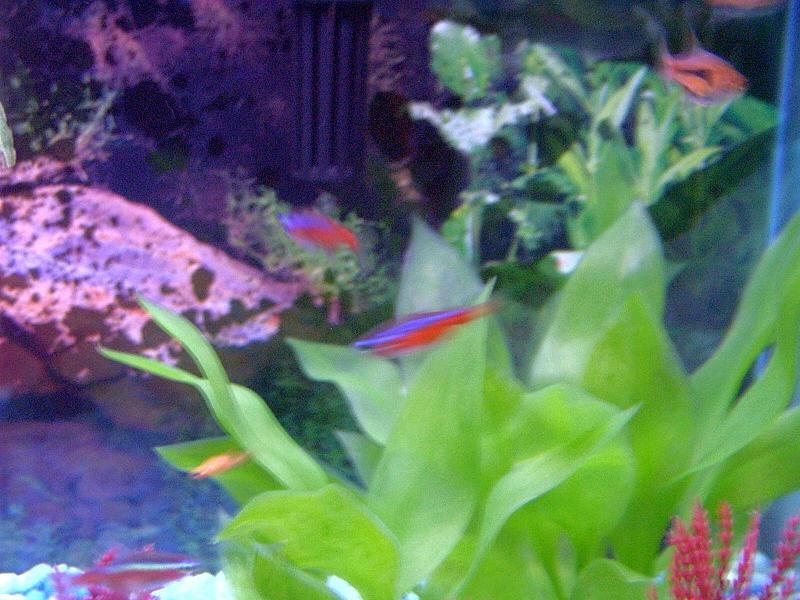 Fish_Tank_00005.JPG