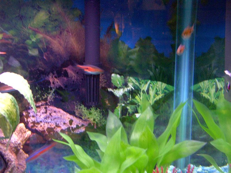 Fish_Tank_00006.JPG