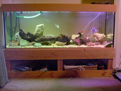 fish_tank_002_1.JPG