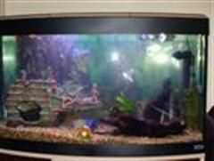 fish_tank_006__Custom_.jpg